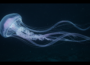 Obří medúza velká jako autobus se objevila v hlubinách u Argentiny