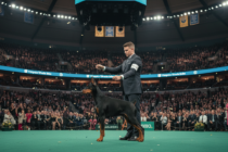 Penny doberman vyhrál prestižní Westminster Dog Show