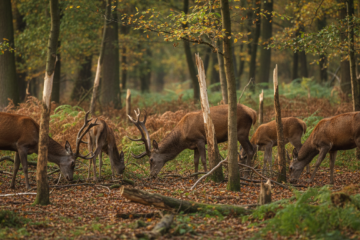 Anglie chce usnadnit lov jelenů. Zvířata ničí lesy a plodiny