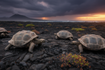 Návrat obrů: Želvy sloní se po 180 letech vrací na galapážský ostrov Floreana