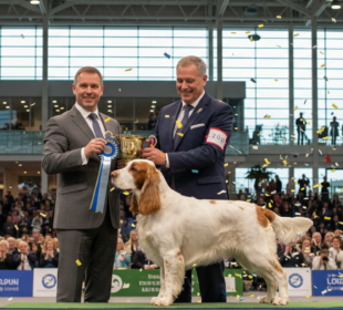 Čtyřletý Bruin se stal králem Crufts! Vzácný clumber španěl triumfoval mezi 18 600 psy