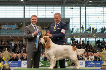 Čtyřletý Bruin se stal králem Crufts! Vzácný clumber španěl triumfoval mezi 18 600 psy