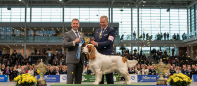 Čtyřletý Bruin se stal králem Crufts! Vzácný clumber španěl triumfoval mezi 18 600 psy