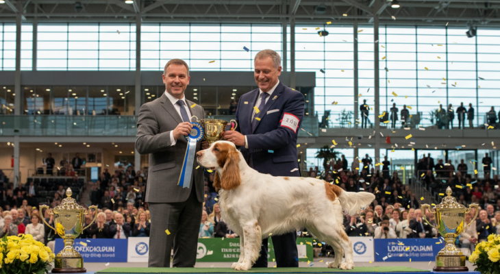 Čtyřletý Bruin se stal králem Crufts! Vzácný clumber španěl triumfoval mezi 18 600 psy