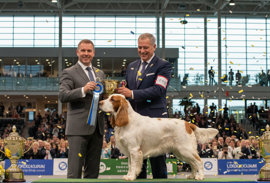 Čtyřletý Bruin se stal králem Crufts! Vzácný clumber španěl triumfoval mezi 18 600 psy