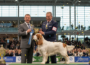 Čtyřletý Bruin se stal králem Crufts! Vzácný clumber španěl triumfoval mezi 18 600 psy