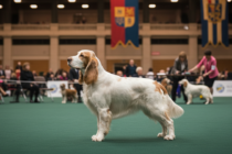 Čtyřletý Bruin udělal senzaci na Crufts - první vítězství clumber španělů za 35 let!