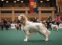 Čtyřletý Bruin udělal senzaci na Crufts - první vítězství clumber španělů za 35 let!