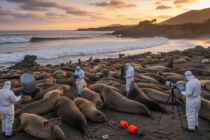 Virus H5N1 decimuje kalifornské tuleně: První vlna globální biologické krize má jasná ekonomická čísla
