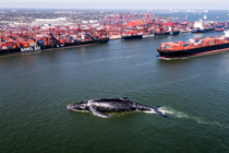 Úhyn velryby v přístavu Newark odhaluje globální problém lodní dopravy