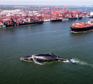 Úhyn velryby v přístavu Newark odhaluje globální problém lodní dopravy